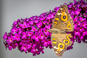 Vivara - butterfly on a plant