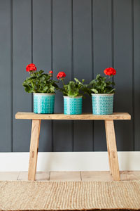 Glee - indoor pots