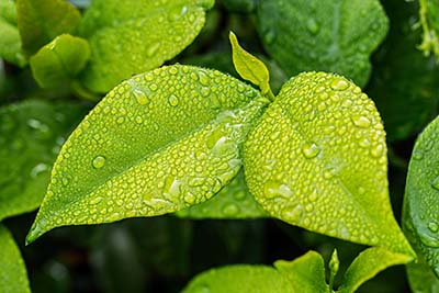 Image of a leaf -  