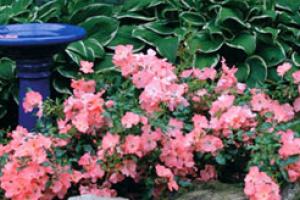 Flower Carpet Rose