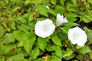 Gardeners see increase in invasive weeds and plants in spring 2018