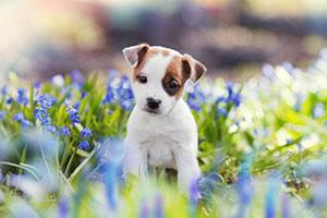 Let’s Talk Stress in Dogs