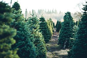Christmas Grotto trees