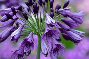 Agapanthus Poppin Purple - a part of Wyevale's promotional range