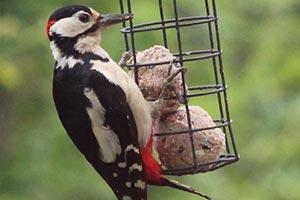 Feed wild birds this spring