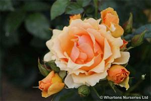 roses for coronation Rosa Queen Bee from Whartons Nurseries Ltd.