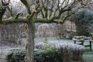 Winter Gardening Tips